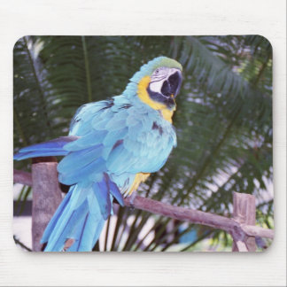 blauer Papagei Mousepad