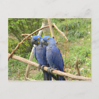 Blauer Papagei Postkarte