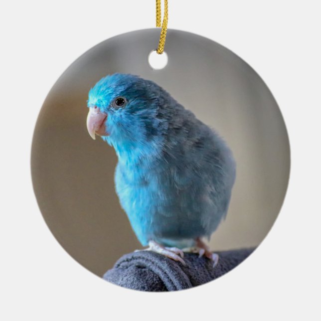 Blauer Paraketit Keramik Ornament (Vorne)