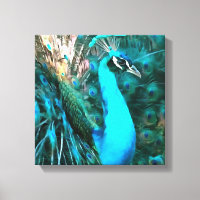 Blauer Pfau in lebendigem Blau mit gefangenen Schw