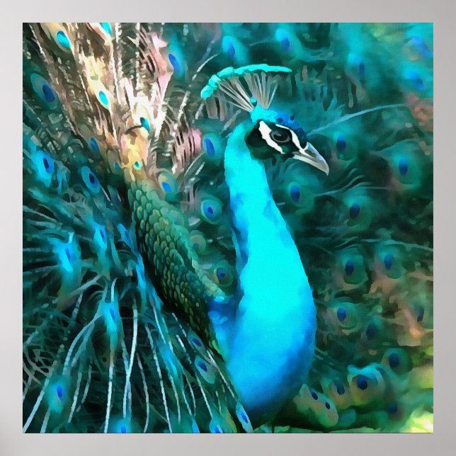 Blauer Pfau in lebendigem Blau mit gefangenen Schw Poster (Vorne)