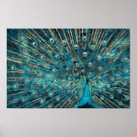 Blauer Pfau mit entfaltetem Schwanz