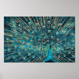 Blauer Pfau mit entfaltetem Schwanz Poster
