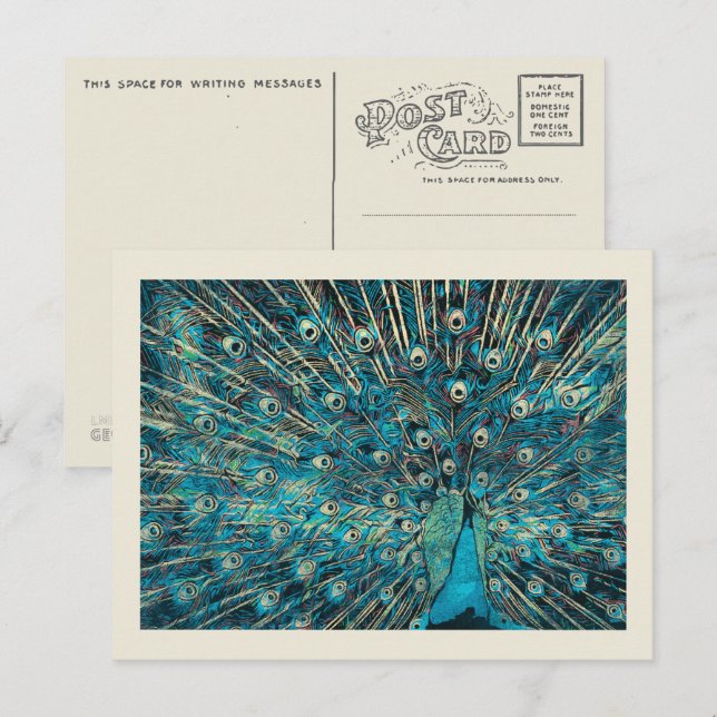 Blauer Pfau mit entfaltetem Schwanz Postkarte (Vorne/Hinten)
