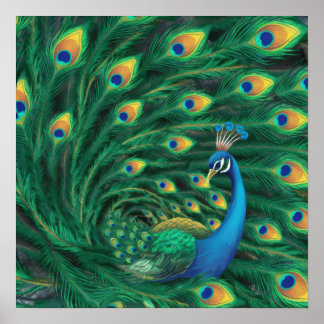 Blauer Pfau Vogel Poster