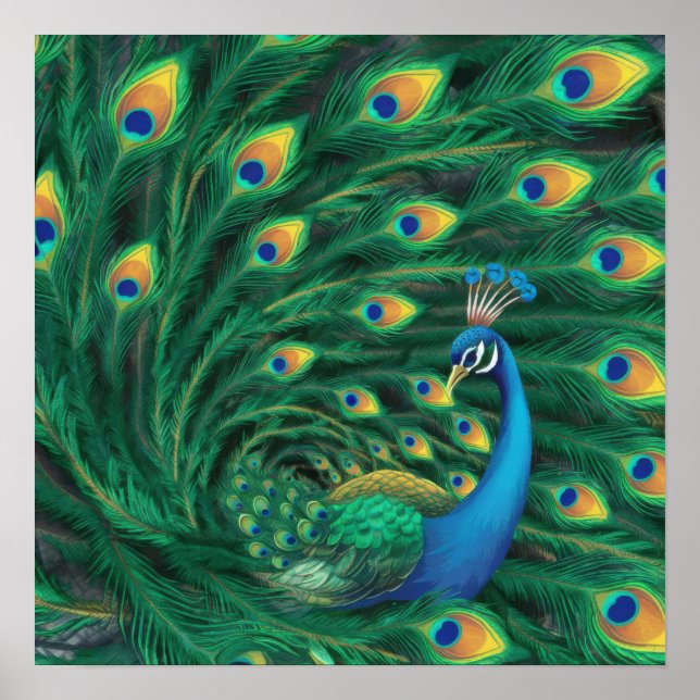 Blauer Pfau Vogel Poster (Vorne)