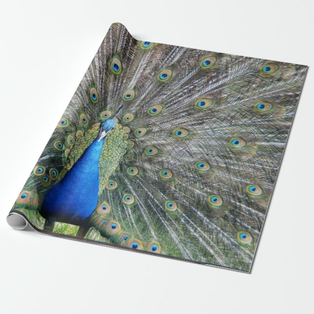 Blauer Pfau-volles Gefieder Geschenkpapier (Ungerollt)