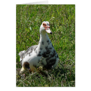 Blauer Pfeffer Muscovy Hen und Ducklings