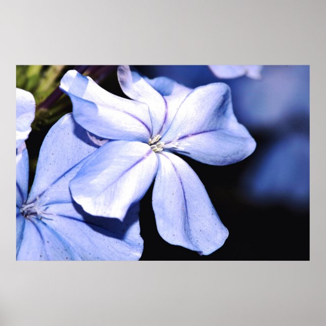 Blauer Plumbago auf Leinwand Poster (Vorne)