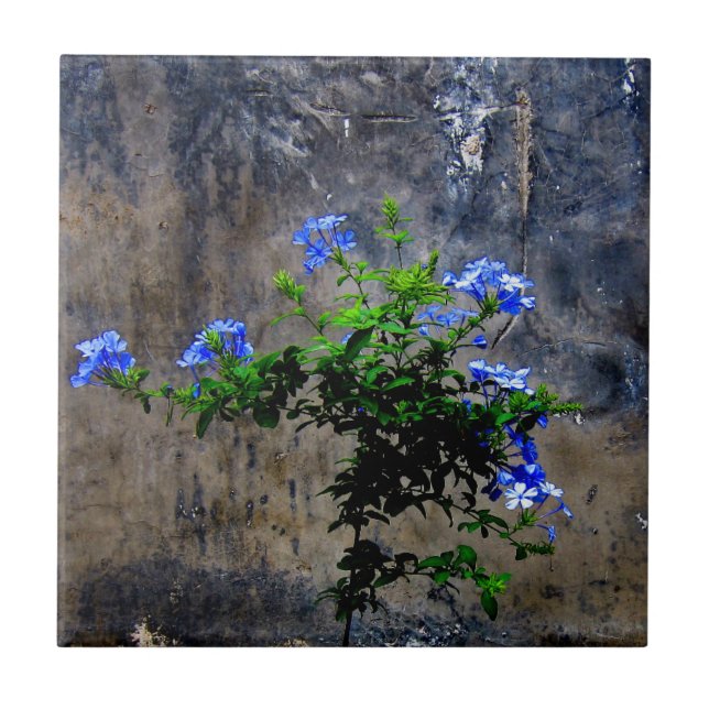 Blauer Plumbago Fliese (Vorderseite)