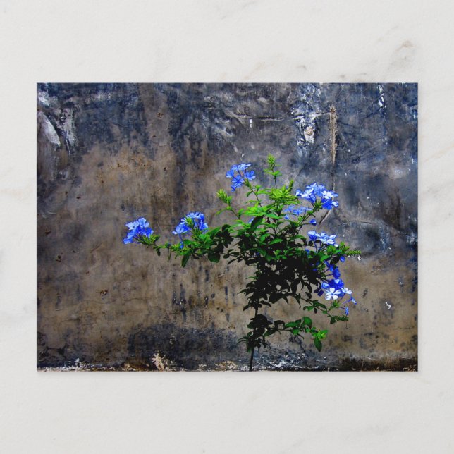 Blauer Plumbago Postkarte (Vorderseite)