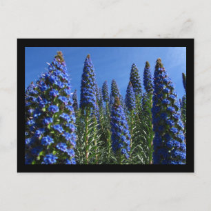 Blauer Preis für Madeira-Blume Postkarte