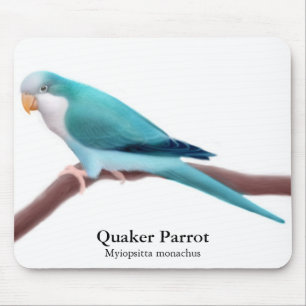 Blauer Quäker-Papagei Mousepad