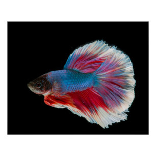 Blauer, rosa und weißer Bettfisch glänzend Poster