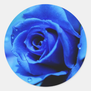 Blauer Rosenaufkleber Runder Aufkleber