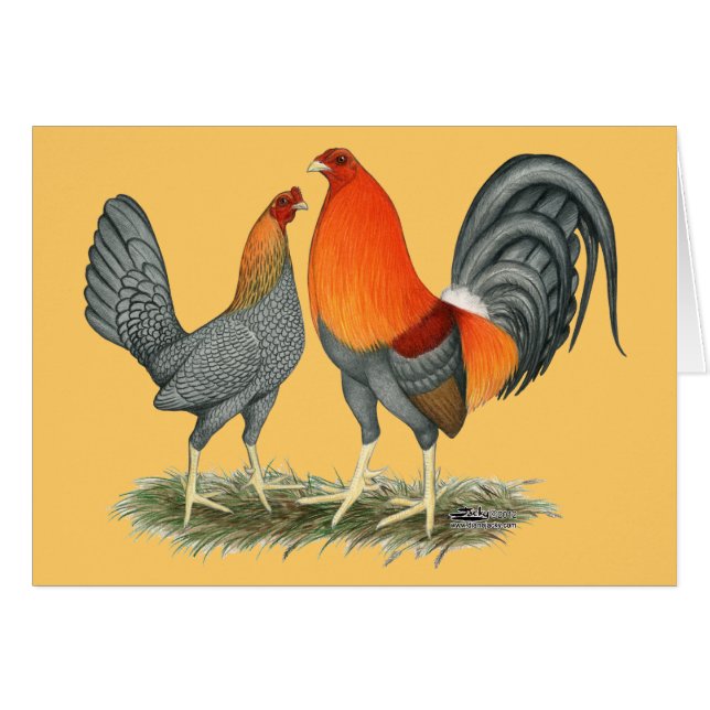 Blauer Roter Gamefowl (Vorderseite (Horizontal))