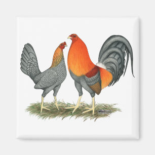 Blauer Roter Gamefowl Magnet