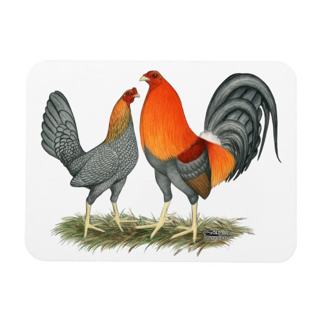 Blauer Roter Gamefowl Magnet (Horizontal)