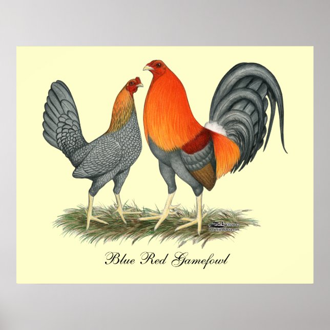 Blauer Roter Gamefowl Poster (Vorne)