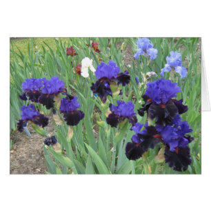 Blauer Samt