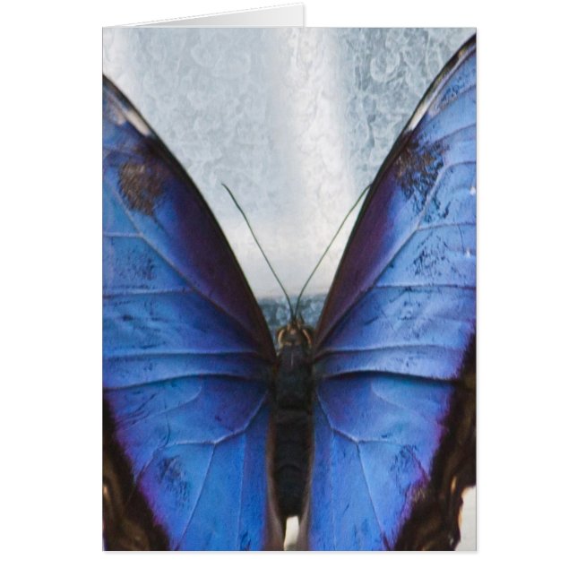 Blauer Schmetterling (Vorne)