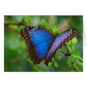 Blauer Schmetterling