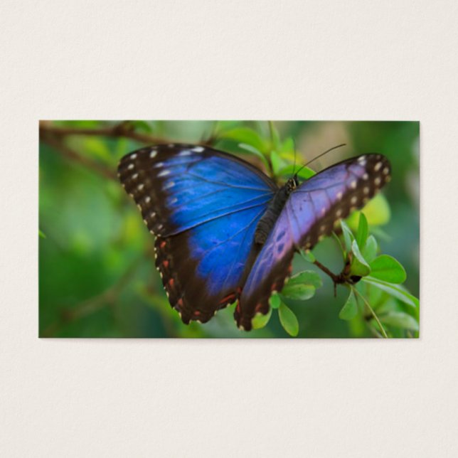 Blauer Schmetterling (Vorderseite)