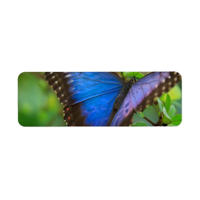 Blauer Schmetterling (Vorne)