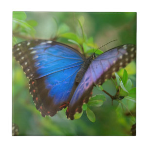 Blauer Schmetterling Fliese