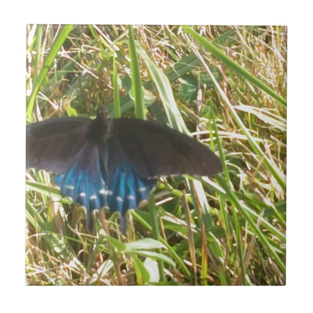Blauer Schmetterling Fliese (Vorderseite)