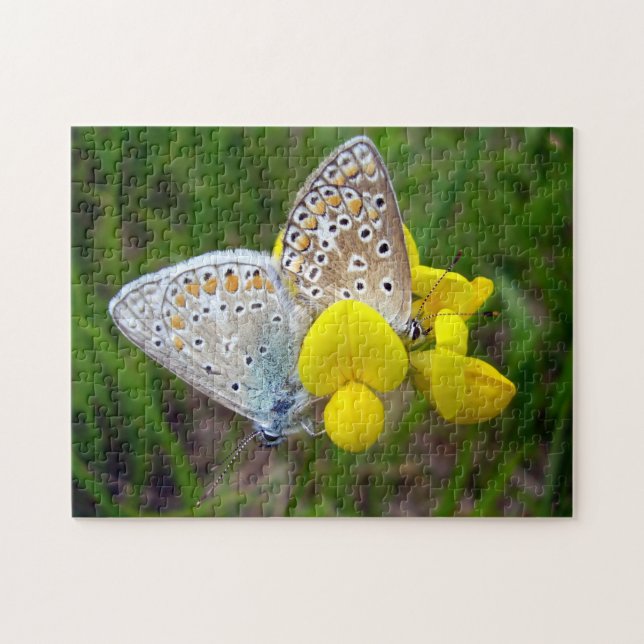 Blauer Schmetterling Foto Puzzle mit Geschenkboxen (Horizontal)