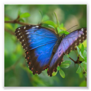 Blauer Schmetterling Fotodruck