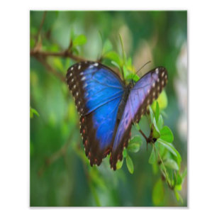 Blauer Schmetterling Fotodruck