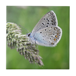 Blauer Schmetterling im Gras Fliese