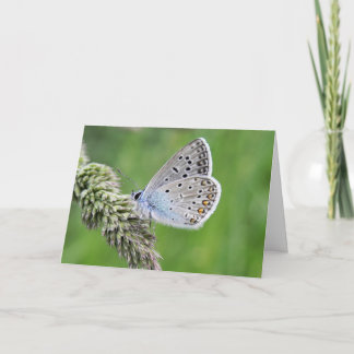 Blauer Schmetterling im Gras Karte
