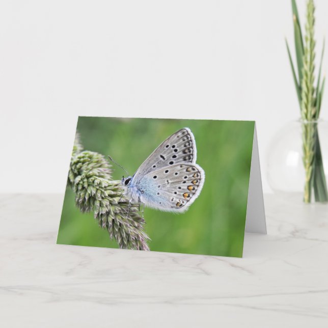 Blauer Schmetterling im Gras Karte (Vorderseite)