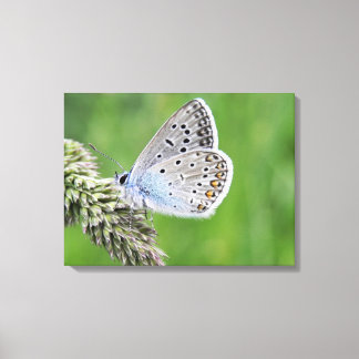 Blauer Schmetterling im Gras Leinwanddruck