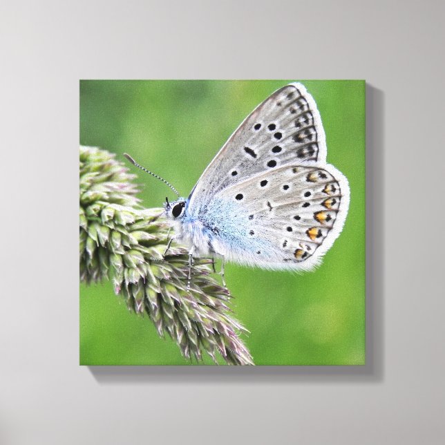 Blauer Schmetterling im Gras Leinwanddruck (Vorderseite)