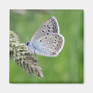 Blauer Schmetterling im Gras Magnet