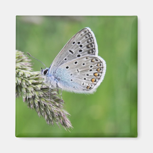 Blauer Schmetterling im Gras Magnet (Vorne)