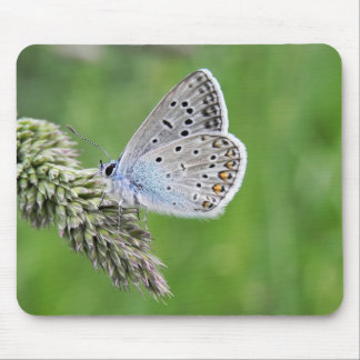Blauer Schmetterling im Gras Mousepad