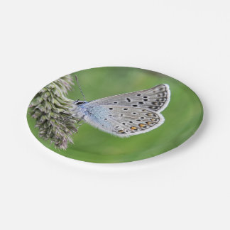Blauer Schmetterling im Gras Pappteller