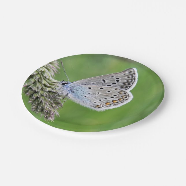 Blauer Schmetterling im Gras Pappteller (Schrägansicht)