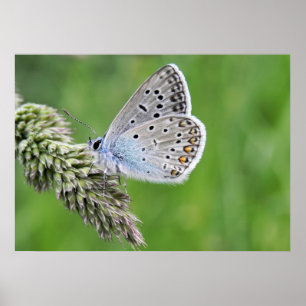 Blauer Schmetterling im Gras Poster