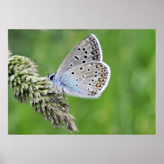 Blauer Schmetterling im Gras Poster