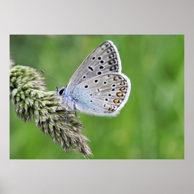 Blauer Schmetterling im Gras Poster (Vorne)
