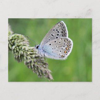 Blauer Schmetterling im Gras Postkarte