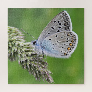 Blauer Schmetterling im Gras Puzzle