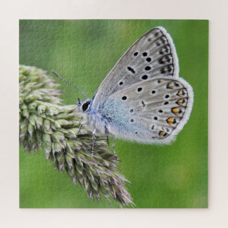 Blauer Schmetterling im Gras Puzzle