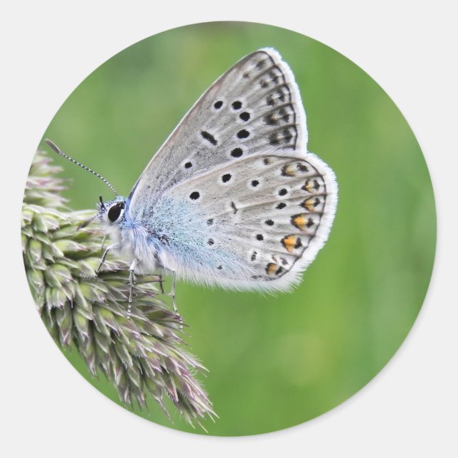 Blauer Schmetterling im Gras Runder Aufkleber (Vorderseite)